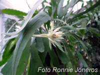 Epiphyllum phyllanthus